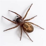 Image result for Spider Breeds