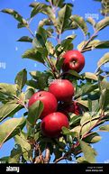 Image result for Pink Barnsby Apple
