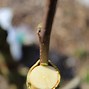Image result for Grafting Apple to Pear Tree