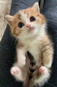 Image result for Very Cute Baby Kittens