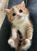 Image result for Cute Kitty