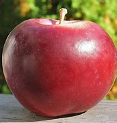 Image result for Largest Adems Apple