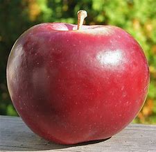 Image result for Largest Adems Apple