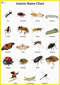 Image result for All Insects Names