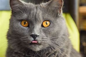 Image result for Cat with Tongue Hanging Out