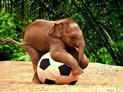 Image result for Cutest Animal Pictures