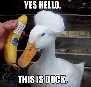 Image result for Duck Memes 1080