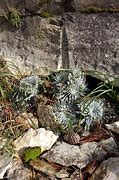 Image result for Saxifraga longifolia