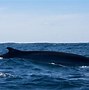 Image result for What Is the Biggest Sea Animal in the World
