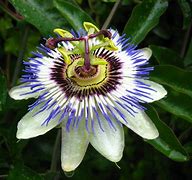Image result for Exotic Plants