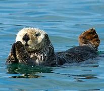 Image result for Northern Sea Otter