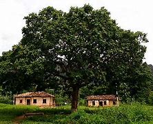 Image result for Baru Tree