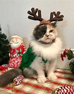 Image result for Cat Christmas Outfit Meme
