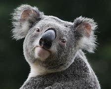 Image result for Cute Koala
