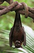 Image result for Fruit Bat Drawing