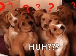 Image result for Confused Dog Head Tilt Meme