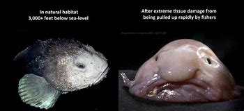 Image result for Female Blob Fish