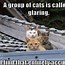 Image result for Cat Memes Gimme