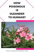 Image result for Oleander Plant Poisonous