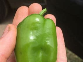 Image result for "pepper-maggot"