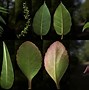 Image result for Leaves Alpha Texture