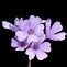 Image result for Primula marginata Arthur Branch