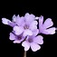 Image result for Primula marginata x allionii P 