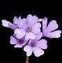 Image result for Primula marginata Wockei