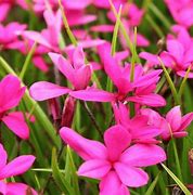Image result for Rhodohypoxis milloides Claret