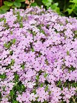Image result for Phlox douglasii Lilac Cloud