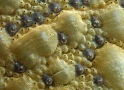 Image result for chiton