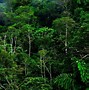 Image result for Amazon Rainforest Screensaver
