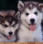 Image result for Dog Desktop Wallpaper HD