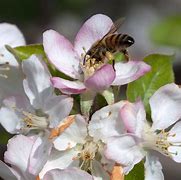 Image result for Spring Apple Tree Care