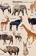 Image result for African Savanna Animals List