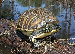 Image result for Pseudemys peninsularis