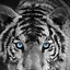 Image result for Tiger Using a Phone