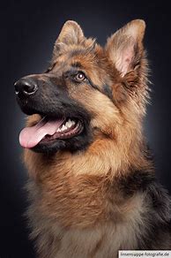 Image result for German Shepherd Portrait
