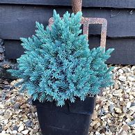 Image result for Juniperus squamata Blue Compact