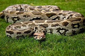 Image result for Python Serpent