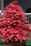 Image result for Rhode Island Red Maple