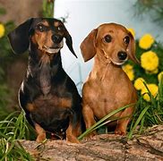 Image result for Doxie Pic