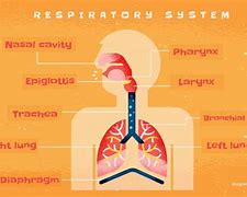 Image result for Respiratory System Body Parts