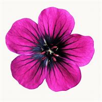 Image result for Free Printable Colored Flowers