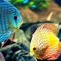 Image result for iPhone First Generation Fish Wallpaper