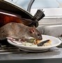 Image result for Rats and Mice Infestation