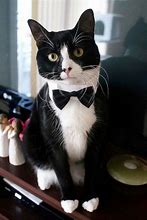 Image result for Suit for a Cat
