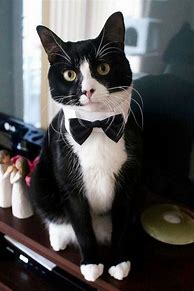 Image result for Cat Wearing Tuxedo Suit