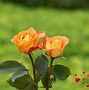 Image result for Bright Orange Roses