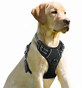 Image result for Heavy Duty Dog Snaps